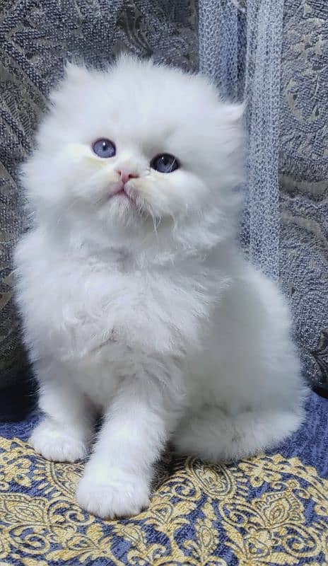 Cat/ Persian/ kittens/ Punch face/ triple coated-/ Blue Eyes/ Baby/ 2