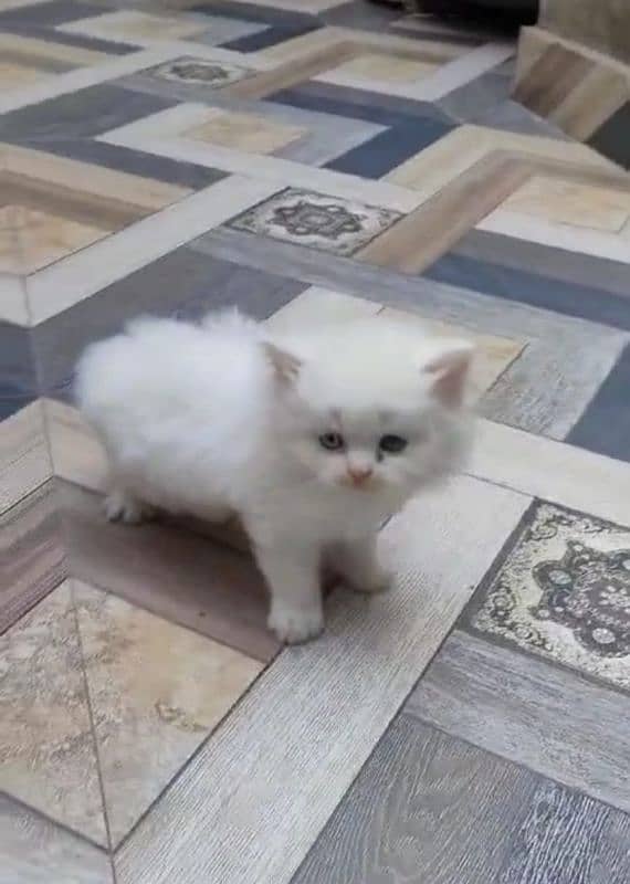 Cat/ Persian/ kittens/ Punch face/ triple coated/" Blue Eyes/ Baby/ 2