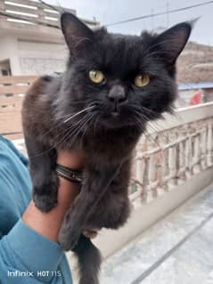 black persion male cat