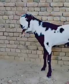 Bakra Bakri nagra beetal doodh 03. . . 3. . . . 55. . . 7. . . 99. . . . . 889