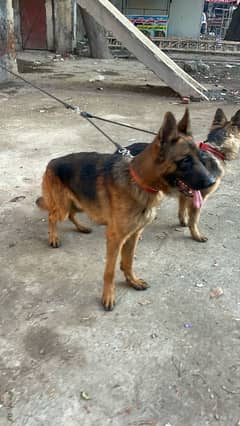 German Shepherd strong bone and good cout for sale