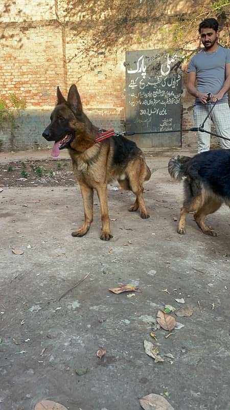 German Shepherd strong bone and good cout for sale 1