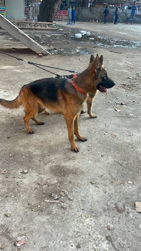 German Shepherd strong bone and good cout for sale 2