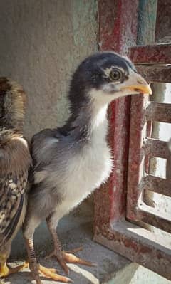 Aseel chicks with female.