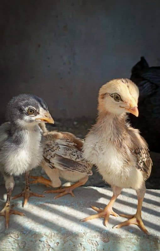 Aseel chicks with female. 1