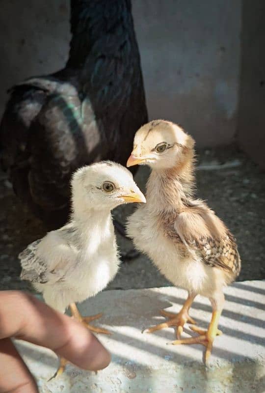 Aseel chicks with female. 2