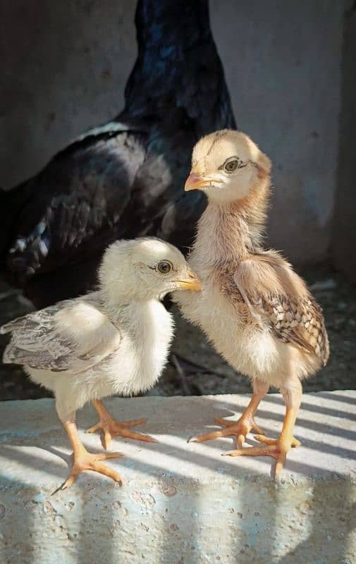 Aseel chicks with female. 3