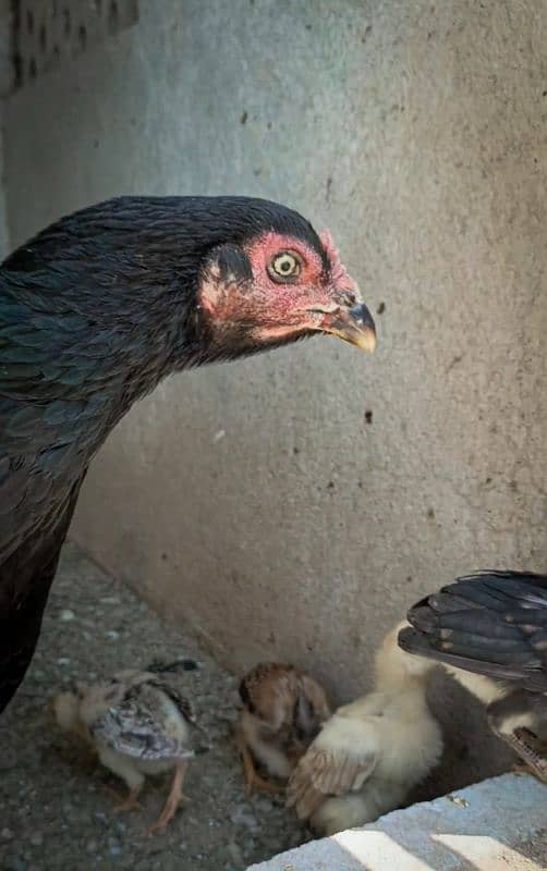 Aseel chicks with female. 5