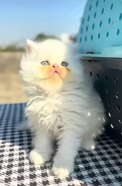 Cat/ Persian/ kittens/ Punch face/ triple coated/' Blue Eyes/ Baby/