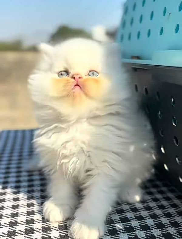 Cat/ Persian/ kittens/ Punch face/ triple coated/' Blue Eyes/ Baby/ 3