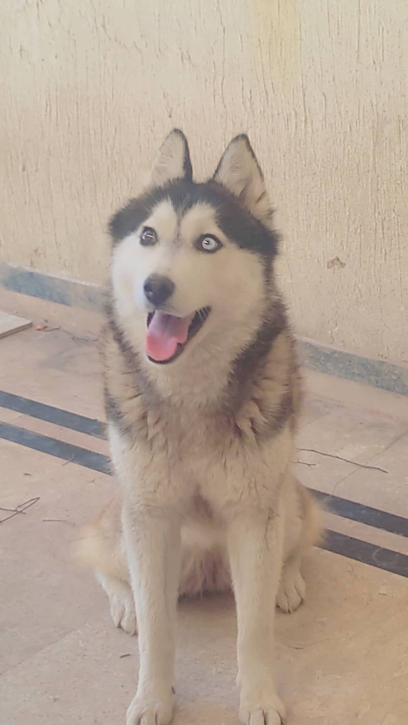 Husky female Age 1 year. . 0