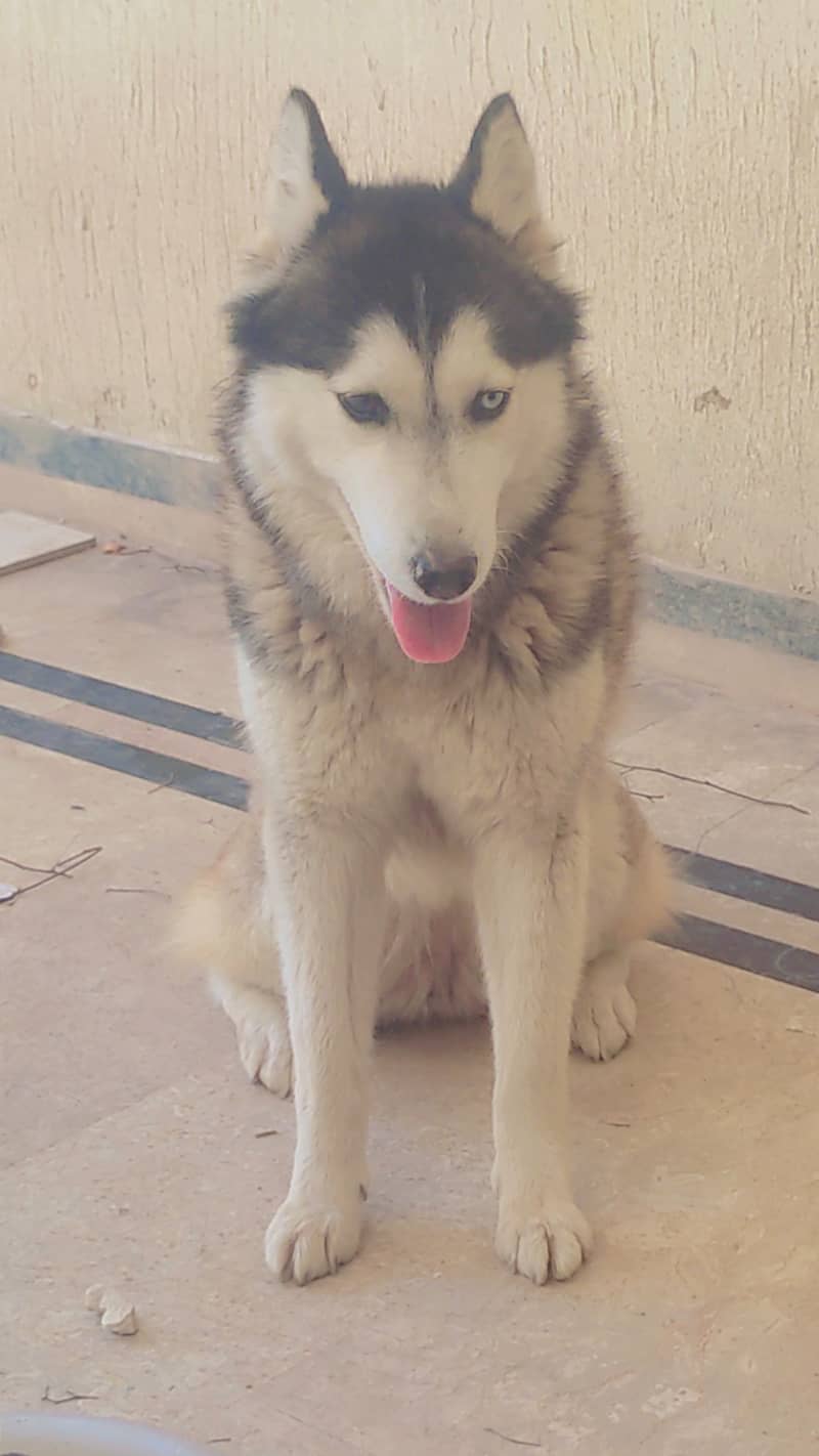 Husky female Age 1 year. . 1