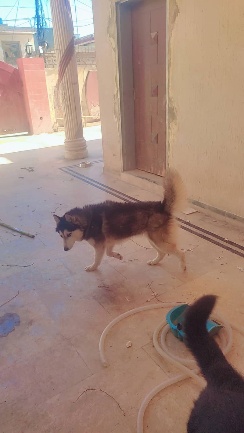 Husky female Age 1 year. . 3