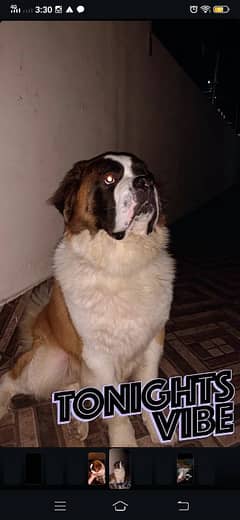 Saint Bernard Male For Stud