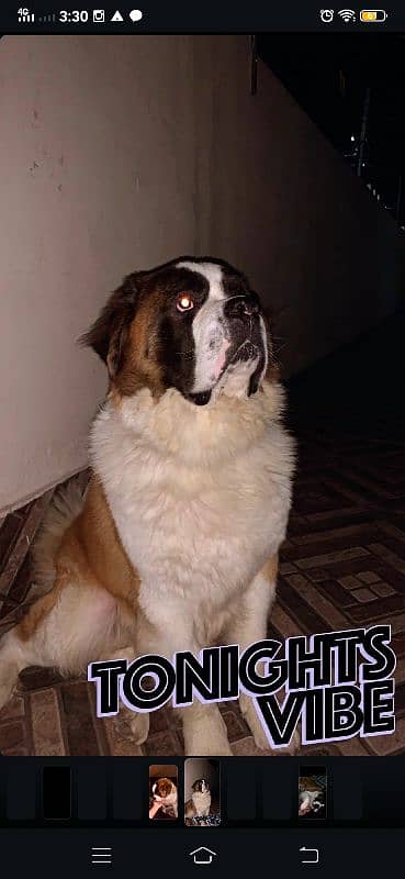 Saint Bernard Male For Stud 0