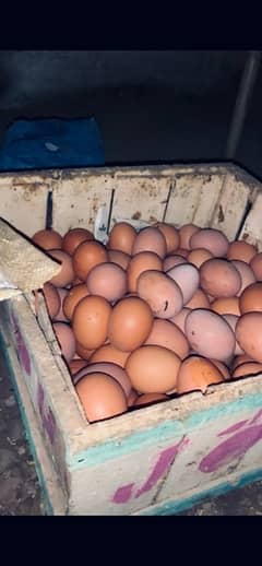 Dasey eggs available