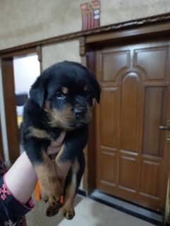 Rottweiler