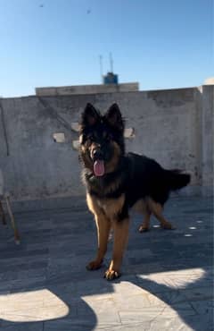 GSD Black Tain long coat Female