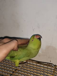 ring neck parrot