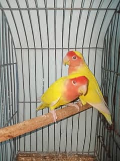 Common Lotino breeder piar