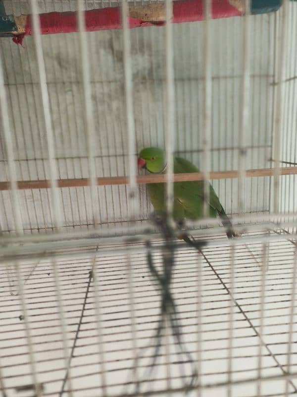 green parrot 2