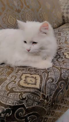 Persian double coat Male cat for sale