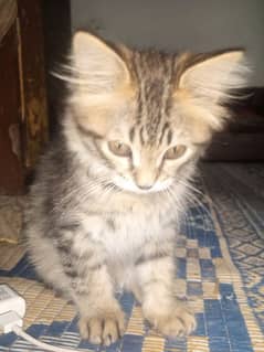 Sibirian Cat For Sale