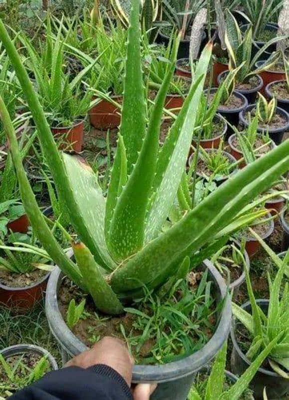 aloe vera gel pure organic gel. 2