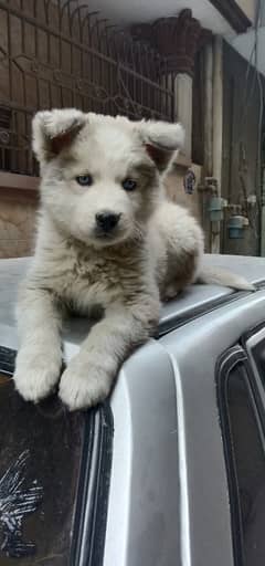 Alaskan Haski blue eyes long coat