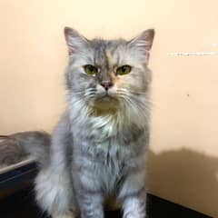 Persian cat for sale male or female my WhatsApp 0323=0097=122