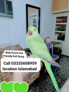 Proper Hand Tamed Full Friendly Green Ring Neck Male Parrot Jumbo Size