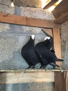 Black moqi breader pair forsale. 03175412318