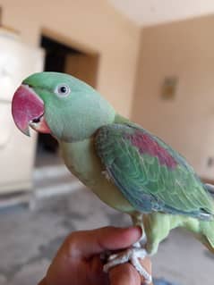 Raw male hand tame talking parrot