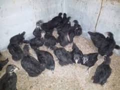 4 weeks old austrolorp and Egyptian Fayomi chicks for sale