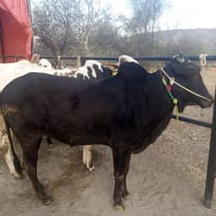 beautiful bulls for bakr eid 2025