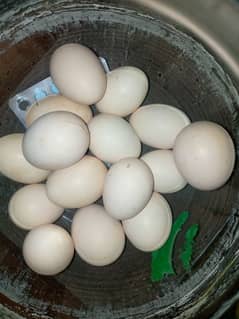 Mushka Aseel Fertile and Fresh Eggs