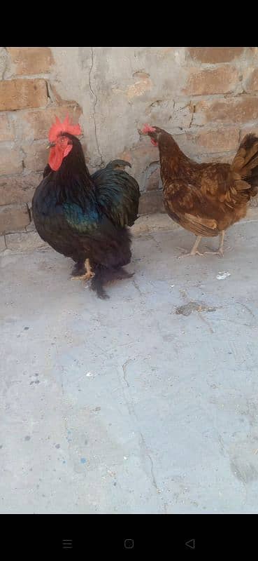active and healthy eggs lying 0
