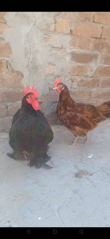 active and healthy eggs lying 1
