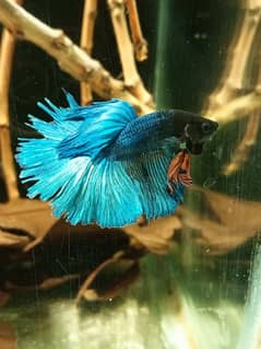 FULL MOON male Betta