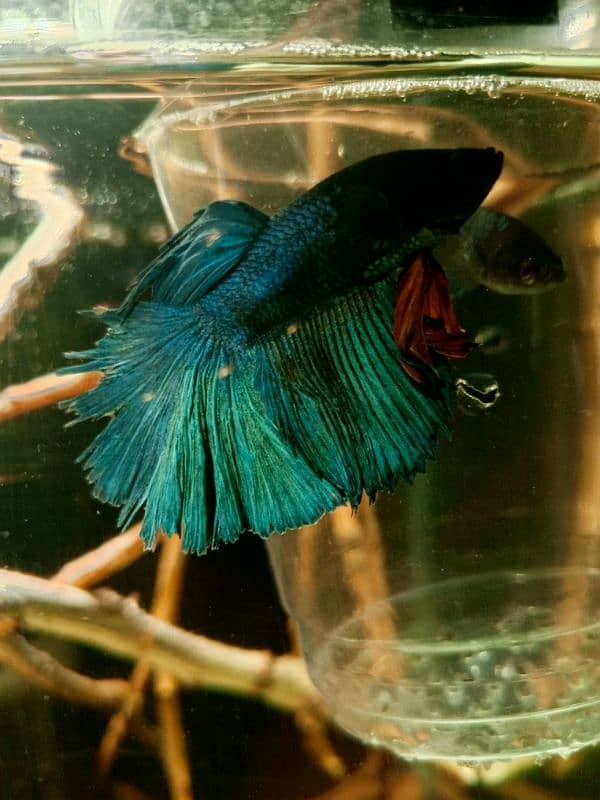 FULL MOON male Betta fish 3