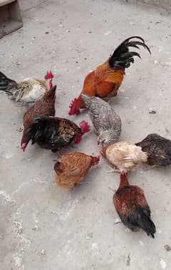 MashAllah full active and healthy Hens for sale. Murghi 1400 rupees me.