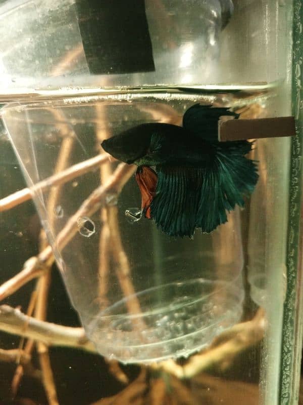 FULL MOON male Betta fish 4