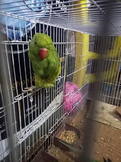 female parrot ready h full