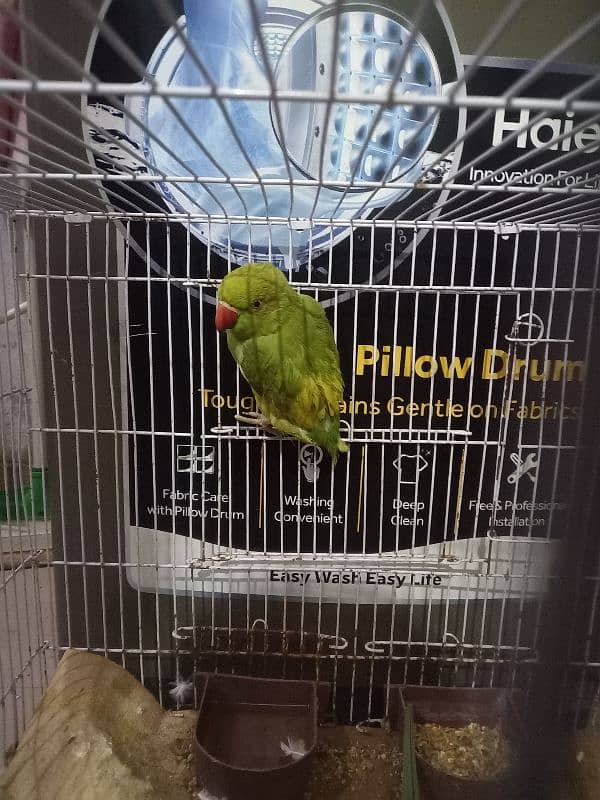 female parrot ready h full 1