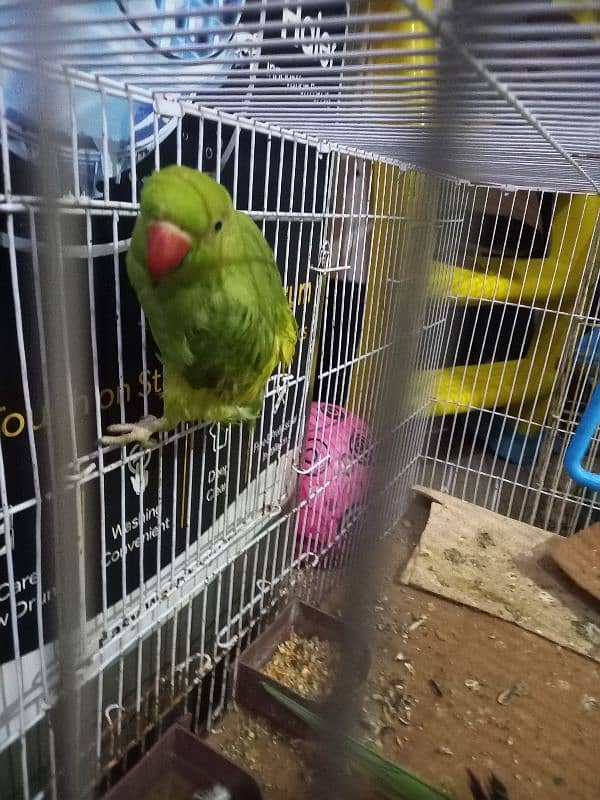 female parrot ready h full 2