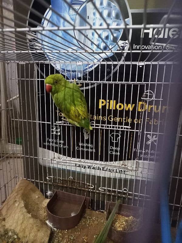 female parrot ready h full 3