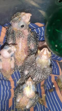 cockatiel babys