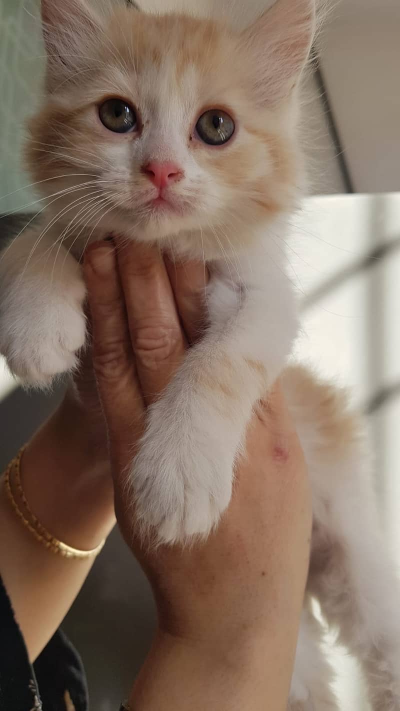 Small kitten for sale 0