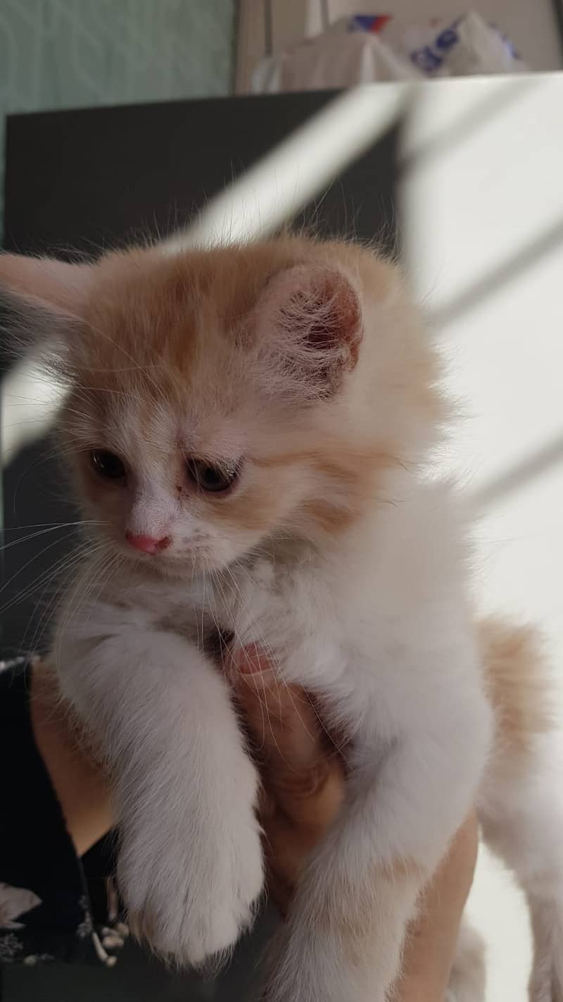 Small kitten for sale 2