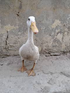 Duck for sale